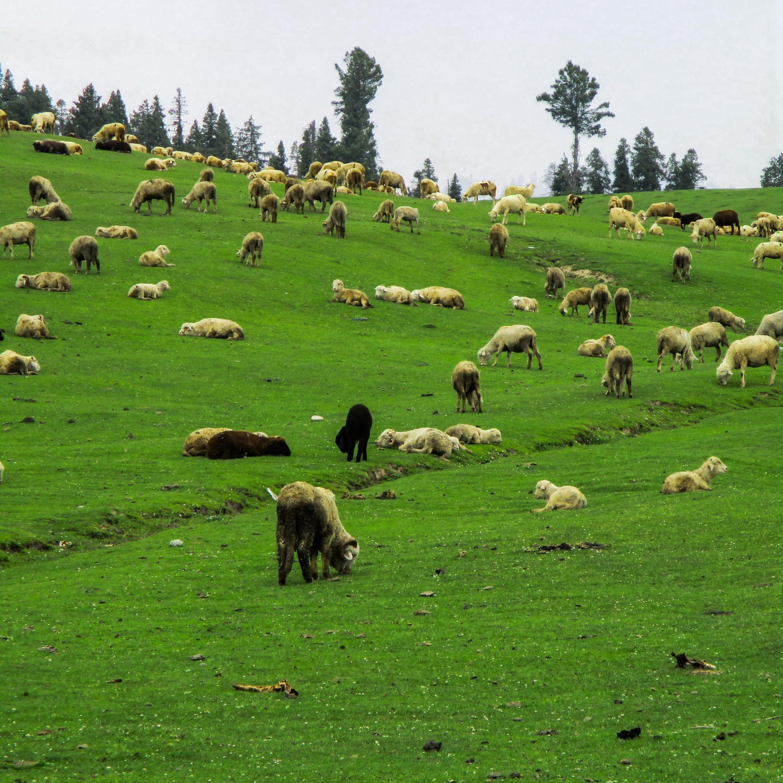 Best of Kashmir Family Package
