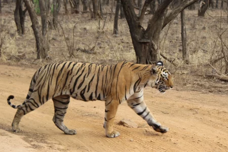 Jaipur Ranthambore Tour with Tiger Safari